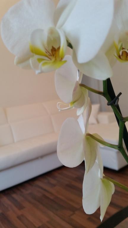 Trastevere Four Seasons Valadier ローマ エクステリア 写真